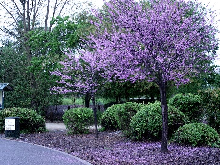 A tree in bloom at Del Meyer.