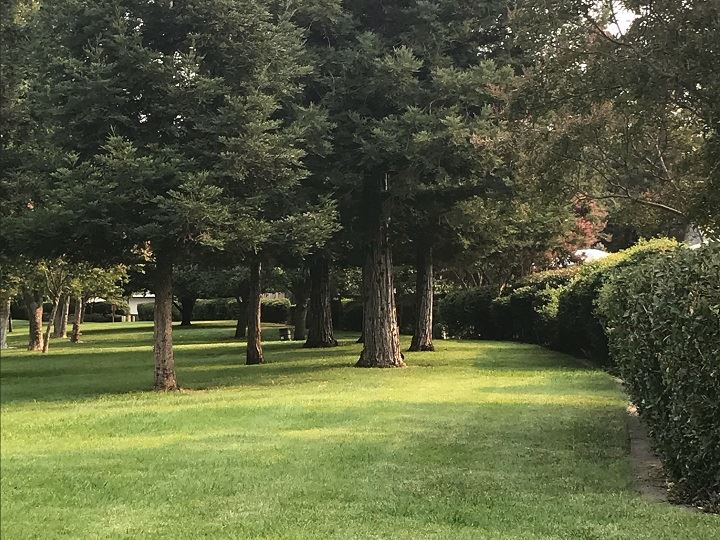 Green space with tall trees and green grass